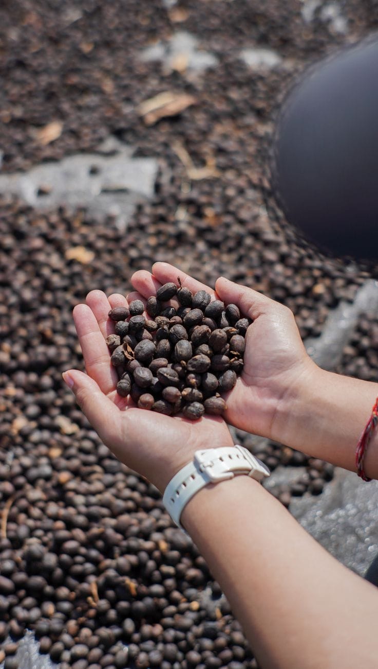 Natural-Coffee-Processing.jpeg - Stogus Coffee